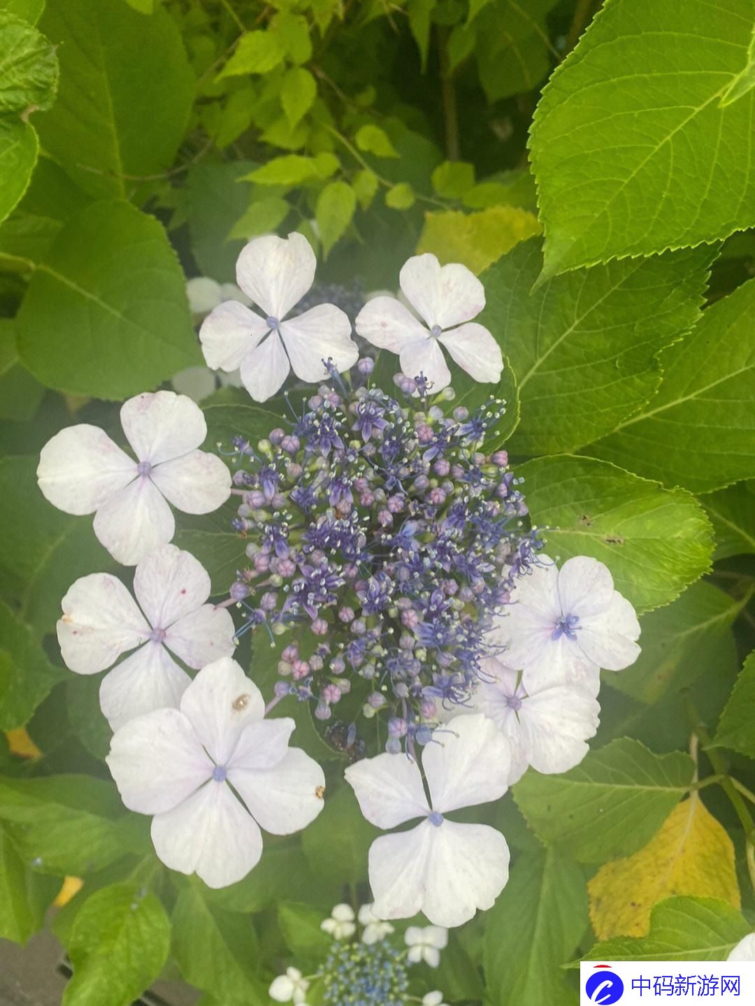 紫阳花下的神秘力量