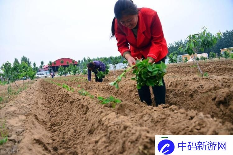 插秧的正确姿势