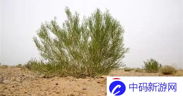 “潮流梭梭树