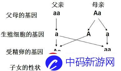 遗传了个“AAaa”的儿子的父亲