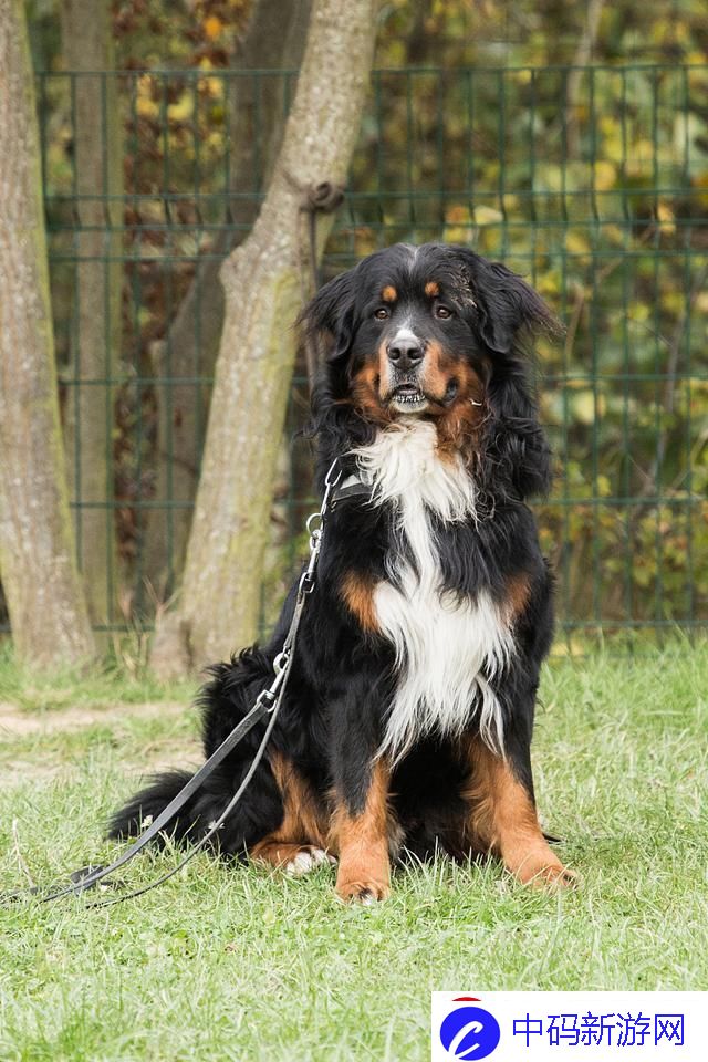 俄罗斯名犬