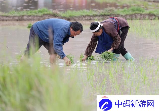 夫妻插秧图鉴