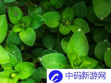 男二女二在一起的韩剧有哪些-网友：经典永不过时!