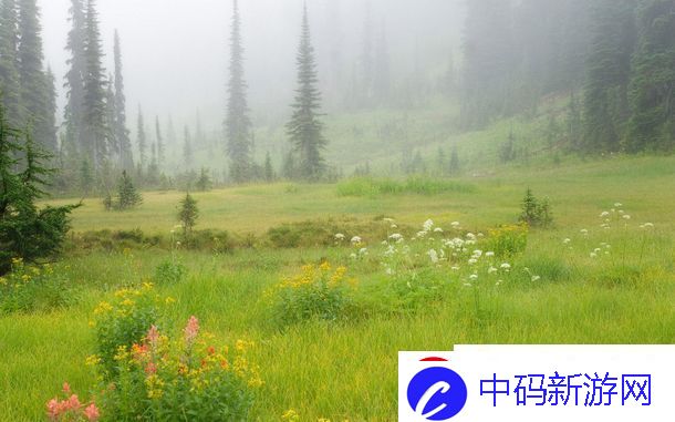 芳草萋萋芳草地