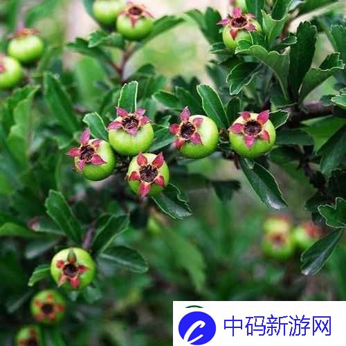 法国春满灿烂海红