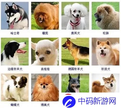 狗界繁花似锦