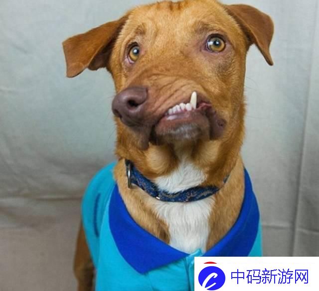 “奇形怪状的小狗‘小如’传奇