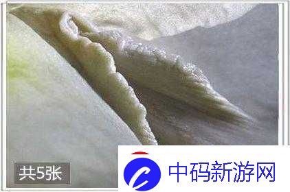 鲍鱼、一线天、蝴蝶馒头