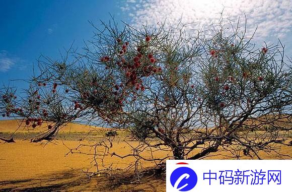 “唆唆”不是梭梭
