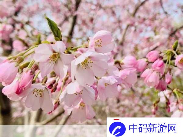 我可以深入了解你的樱花吗