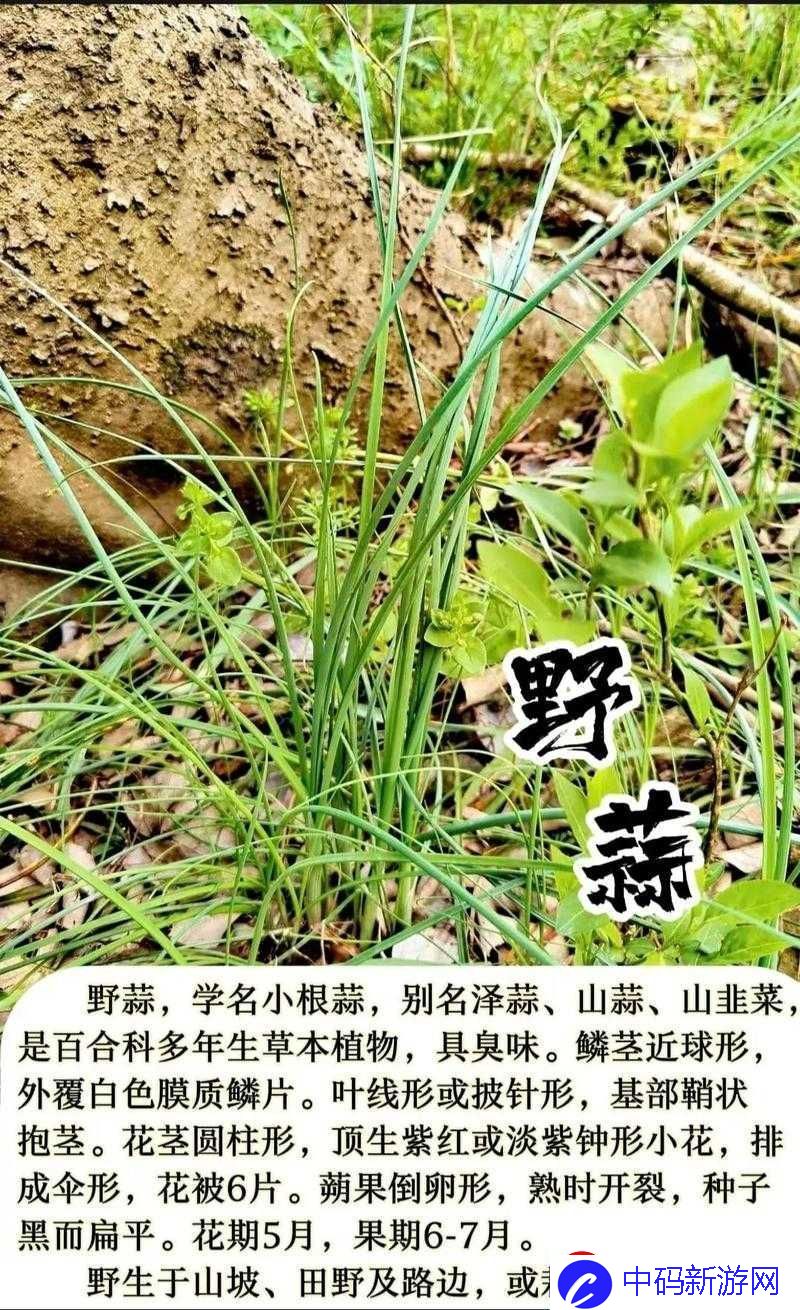 青青草是针对