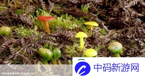 蘑菇视频