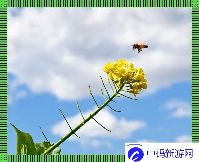蜜蜂云