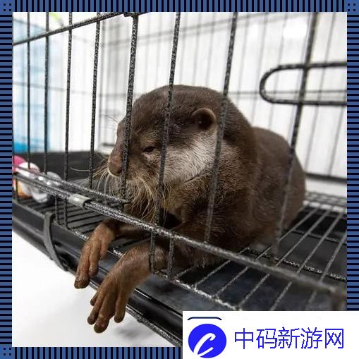养宠新潮流