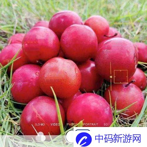 草莓樱桃丝瓜绿秋葵榴莲大全