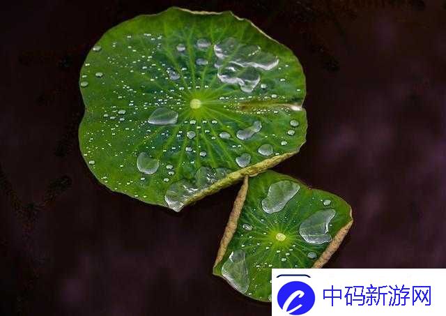 老人船上弄雨荷好吗