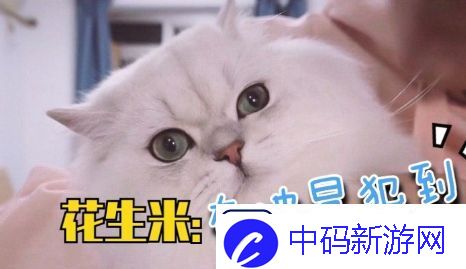 谢谢有被冒犯到是什么梗网络用语
