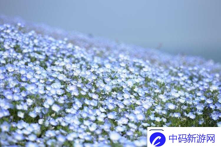 俄罗斯满天星在线观看免费高清