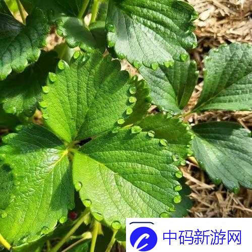 草莓湿漉漉是好事还是恶性