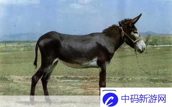 傻大壮长着驴一样的东西