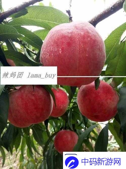 无人一区二区区别红桃内幕揭秘