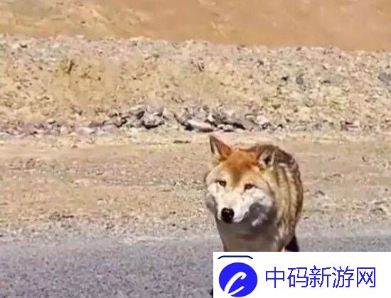 曝可可西里网红狼被货车压死