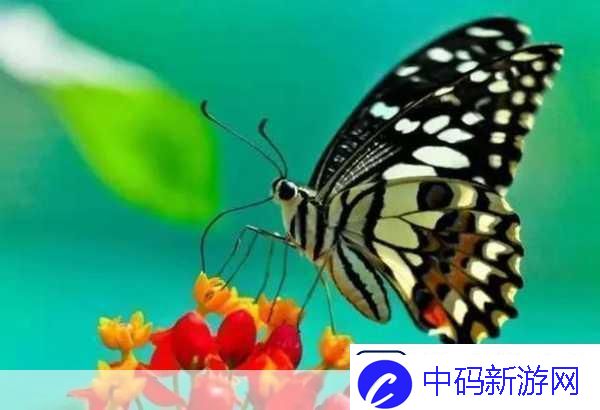 花蝴蝶看片