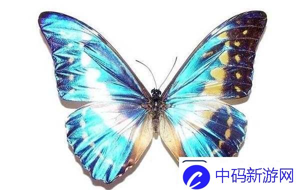 女生蝴蝶比罕见吗