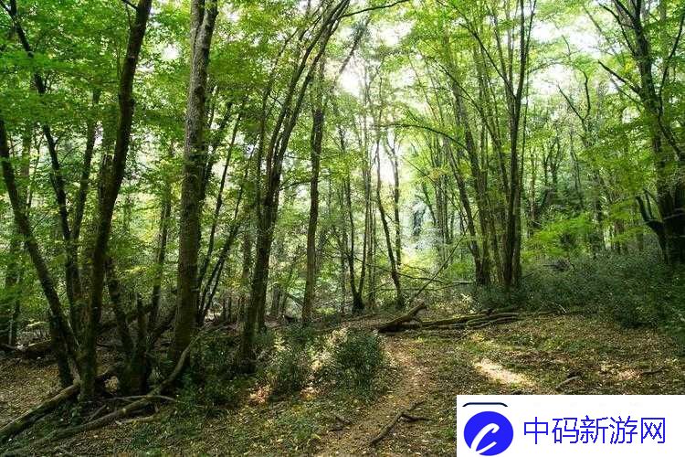 森林遭野人破坏后的应对策略探索生态恢复与长期保护策略