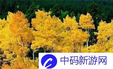 如何看待老阿姨在B站的表现与挑战-年长群体如何突破互联平台的年龄限制