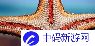 哪种海洋生物属于棘皮动物