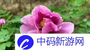 中国紫斑牡丹中心位置在哪