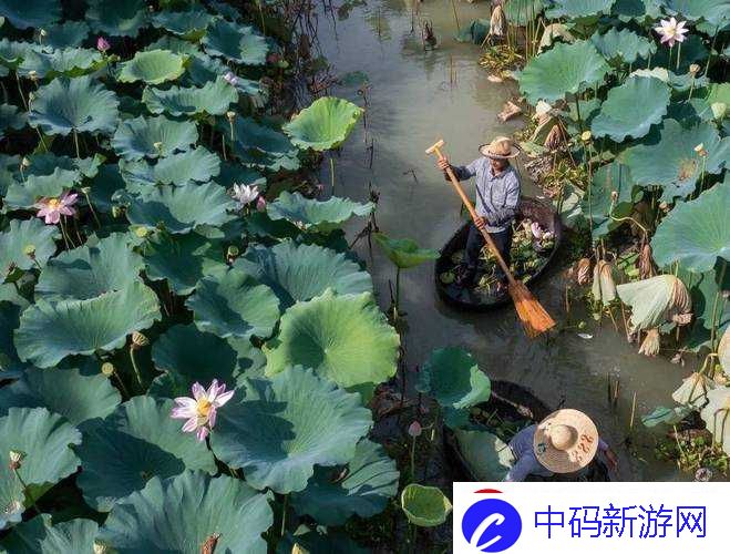 老人船上弄雨荷好吗