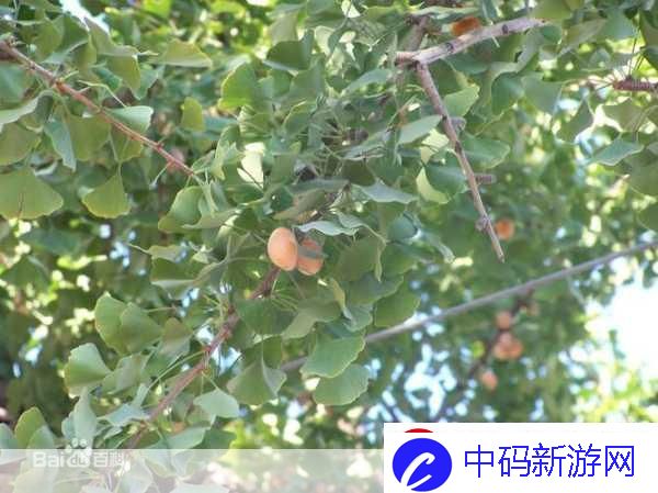 活化石起源于什么时候桦木被誉为木本植物里的活化石