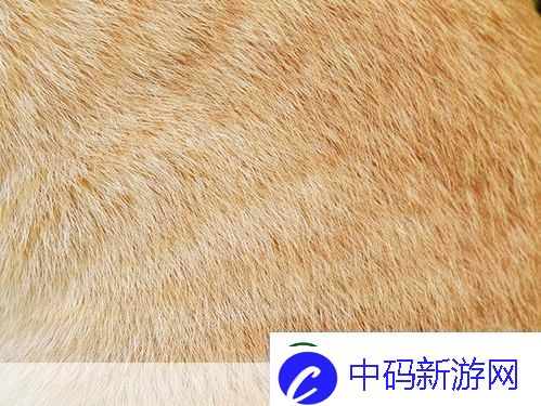 AAAA级毛皮最火的一句图片还原度清晰