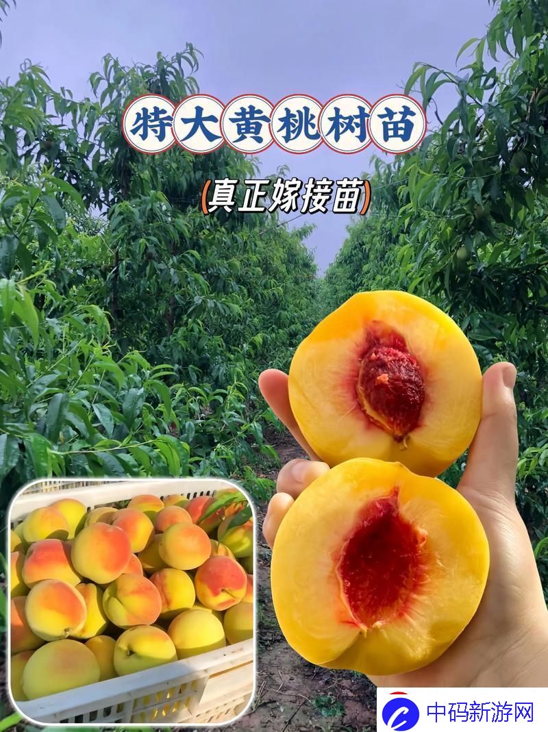 看一看9612黄桃亚洲品质背后