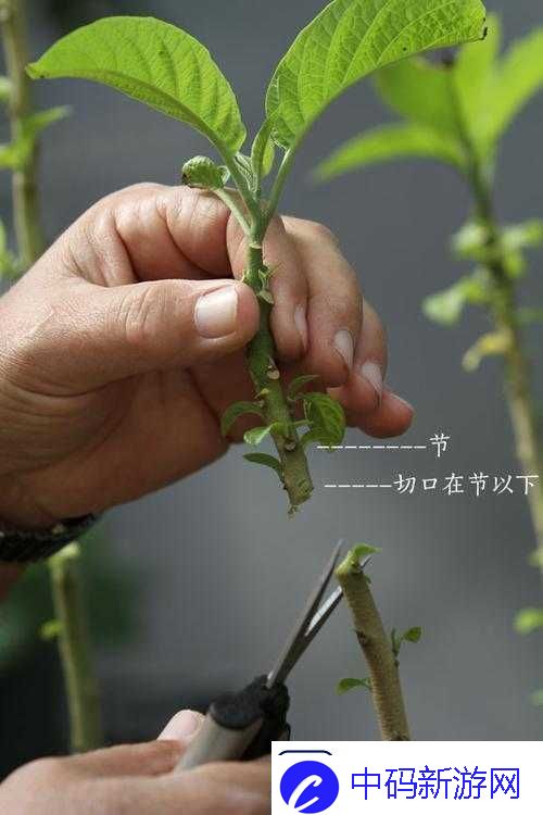 在床上的-72-种扦插方法：带你探索植物繁殖的多样奥秘
