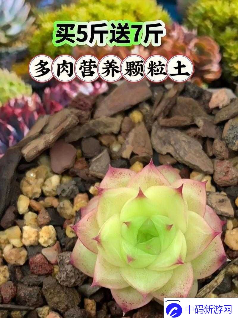 皇家共享小公主多肉怎么养：轻松上手的多肉养护指南