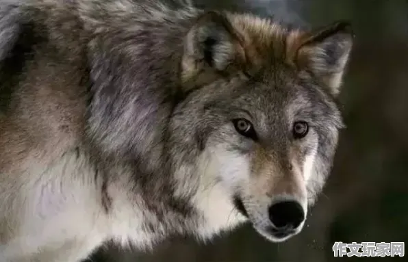 只狼 特殊称号 深度解析：只狼 战术执行要点 只狼的战术执行要点：地图机制分析